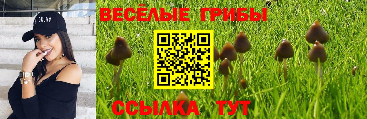 Галлюциногенные грибы Psilocybine cubensis  Галлюциногенные грибы Psilocybe  Чернушка  Вход с VPN 
